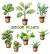 Chinese Evergreen
