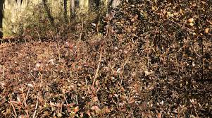 When fresh azalea leaves turn brown, something is wrong. In The Garden Wait And Observe Cold Kissed Plants Before Pruning