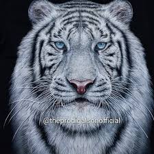 84 laptop wallpapers free images in full hd, 2k and 4k sizes. Jual Kaos Rock Chang Import Sz Xs S M Harimau Putih Hd Glow In The Dark Hitam S Kota Surabaya The Prodigal Son Tokopedia