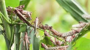 Tripadvisor has 71 reviews of plaga hotels, attractions, and restaurants making it your best plaga resource. La Invasion De Langostas Podria Generar Una Crisis Alimentaria En Africa Oriental Video Cnn