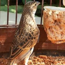 Burung prenjak merupakan burung asli khas indonesia yang memiliki banyak sekali penggemar di indonesia. Download 96 Gambar Burung Branjangan Keren Gratis