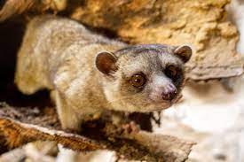 Mojno s vami podrujitsya ? El Cuchucho Cusumbo Fundacion Zoologica Del Ecuador Facebook