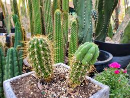 Graftingcactus in this video on grafting cactus, learn how to graft a cactus using flat grafting, a method of grafting that is easy and. Trichocereus Grandiflora With A Tpm Graft Graftingplants