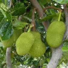 Image result for Lophiocarpus