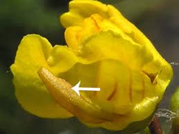 Image result for Utricularia reflexa