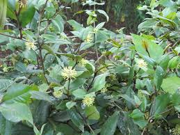 Image result for Trichocladus