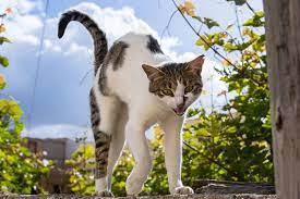 Cat Walking With Arched Back