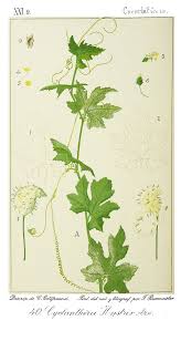 Image result for Eureiandra sp. A