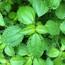 Image result for Lecanthus peduncularis