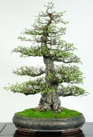 One healthy specimen of my choosing will be shipped in a 4 plastic pot. 42 Elm Bonsai Ideas Elm Bonsai Bonsai Bonsai Tree