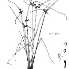 Image result for Cyperus diurensis