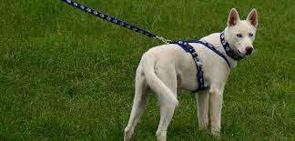 Unter einem dach finden sie hundeschule, hundepension, hundefrisör, sowie einen shop, in dem sie fachkundig zu futtermittel und zubehör beraten werden und auch einkaufen können.außerdem finden bei uns im hauseigenen seminarraum von zeit zu zeit seminare und vortragsabende rund um die themen hundeschule und hundepension statt. Online Hundenahrung Einkaufen Shop Haus Der Hunde