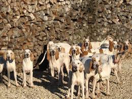 Epingle Par Dirk Jonge Sur Honden Chien Chien Porcelaine Eleveur De Chien