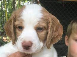 David Crump Has Brittany Puppies For Sale In Norwood Nc On Akc Puppyfinder Brittany Puppies For Sale Brittany Puppies Brittany Spaniel Puppies