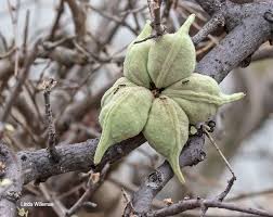 Image result for Sterculia rogersii