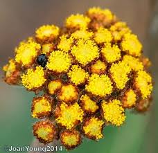 Image result for Helichrysum nitens