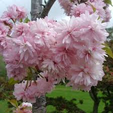 Image result for Prunus