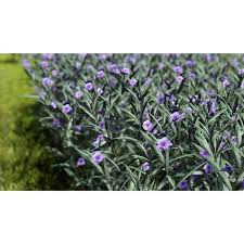 Image result for Ruellia praetermissa