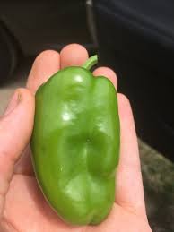 Green pepper, red pepper, sweet bell pepper, capsicum. Vegetable Pepper Maggot Umass Center For Agriculture Food And The Environment