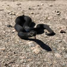 Snoken har svart eller grå kroppsfärg, med eller utan mörkare teckning längs sidorna. Rickard Ljunggren Forelasning Om Ormar Svart Huggorm Varldens Snyggaste Orm Huggorm Viperaberus Vipera Venomoussnakes Snakesofinstagram Facebook