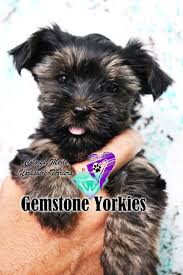 20 years of experience breeding yorkies. Black Yorkies For Sale Kb Black Yorkies Near Me Dark Traditional Yorkies