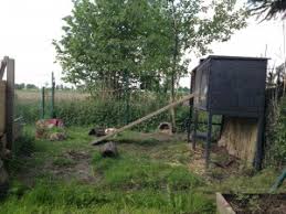 Ein freilaufgehege im garten bieten natürlich sehr viel mehr möglichkeiten, da sie hier beispielsweise mit verschiedenen. Kaninchengehege Selber Bauen Der Tierblog