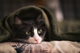 Hallo meine freundin und ich fragen uns gerade ab wann man sein mädel decken lassen kann vom alter her da wir dann. Katze Friert So Zeigt Sie Es Und Das Kannst Du Dagegen Tun