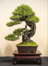 Huge savings for flower pot for living room. Cheap And Easy Tricks Artificial Flowers For Sale Artificial Flowers Hanging Artificial Plants Living Room P Bonsai Tree Types Bonsai Plants Artificial Plants