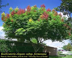 Image result for Koelreuteria