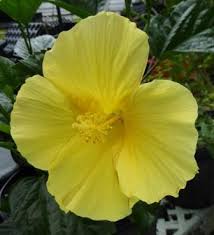Use a lightweight potting mix with good drainage, such as one with compost and perlite or vermiculite. Fort Myers Yellow Tropical Hibiscus Tropical Plants Almost Eden
