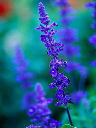 This inland region pairs 14 to 42 inches of annual precipitation with a prairie verbena flowers growing in dry soil. 15 Super Plants For Texas Landscapes Better Homes Gardens