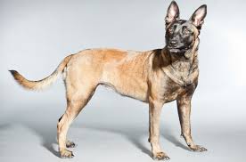 The belgian malinois has a body that is often described as square, as that is the shape it appears to have when the legs and topline are viewed from the side. Belgian Malinois Information And Pictures Petguide