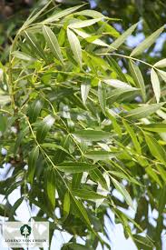 Image result for Fraxinus angustifolia
