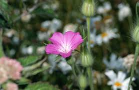 Image result for Agrostemma githago