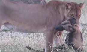 Wild Dog Plays Dead In The Jaws Of A Lion Before Springing To Life Wild Dogs Dogs Animal Cartoon Video