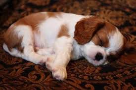 90347 melanie cavalier king charles spaniel figurine. Cavalier King Charles Spaniel Puppies For Sale Dallas Tx 280987