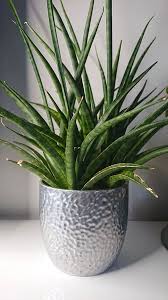 This is a great air purifying plant for beginners, with a spot on nasa's top ten list. Sansevieria Dracaena Snake Plant Mother In Law S Tongue Guide Our House Plants