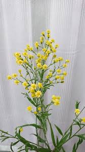 フルールドゥマカロン