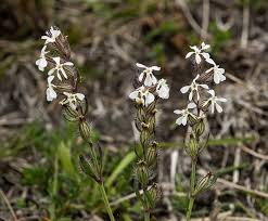 Image result for Silene gallica