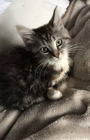 Maine coon cats are a longhaired, large cat breed. Maine Coon Cats For Sale Greensboro Nc 296334