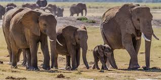 Botswana Fil Sirtinda Tasimaciligi Yasakladi Afrika Fil Hayvan Haklari Hayvanlar