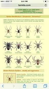 Spider Types Things For My Wall Types Of Spiders Nature
