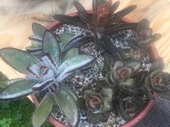 Check spelling or type a new query. Kalanchoe Tomentosa New Varieties Id