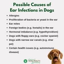 Some Common Causes Of Ear Infections In Dogs Doghealth Dogcare Dogs Ears Infection Ear Infection Dog Allergies