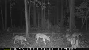 To protect against this maneuver, homeowners must build fences that prevent coyotes from obtaining this grasp. Update On Coy Wolf Sightings In Ohio Ohio Ag Net Ohio S Country Journal