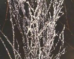 Birch Branches For Sale Birch Tree Branches 15 Tall Birch Branches Bulk Birch Etsy In 2020 Birch Branches Birch Tree Branch Centerpieces