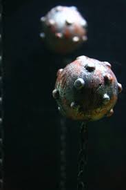 Fish Tank Decoration Floating Aquarium Mine Fish Tank Decorations Cool Fish Tanks Fresh Water Fish Tank