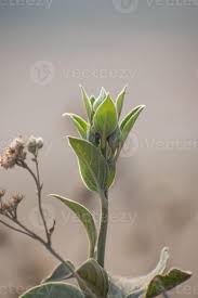 Image result for Astripomoea lachnosperma