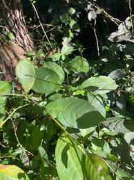 Image result for Petiveria