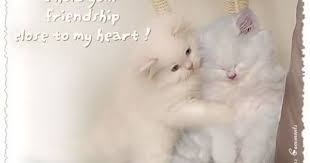 Time spent with cats is never wasted. I Hold Your Friendship Close To My Heart Quote Cat Friend Friendship Quote Kitty Friend Quote Cute Cats And Dogs I Love My Friends Animal Quotes